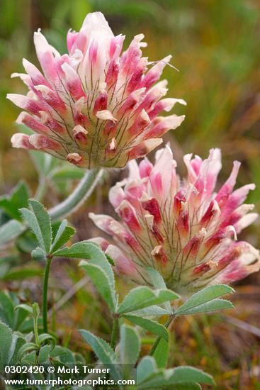 Trifolium macrocephalum