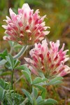Trifolium macrocephalum