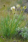 Astragalus hoodianus