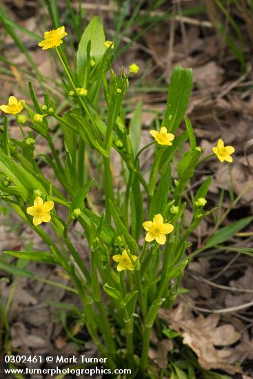 Ranunculus alismifolius