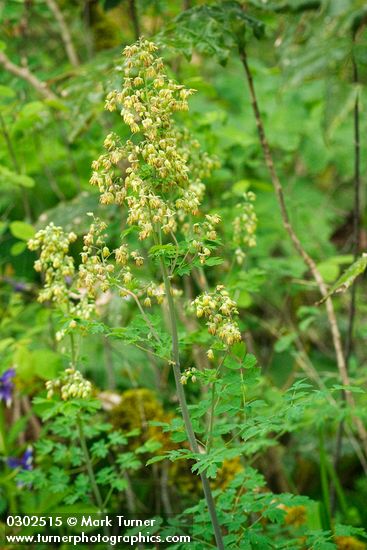 Thalictrum fendleri