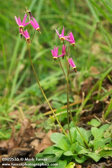 Dodecatheon hendersonii