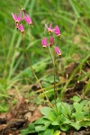 Dodecatheon hendersonii