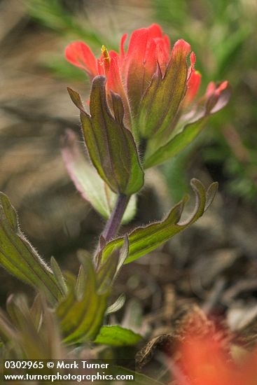 Castilleja hispida</em> ssp. <em>brevilobata