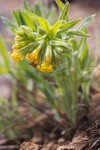 Lithospermum californicum