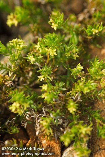 Galium ambiguum</em> ssp. <em>siskiyouense