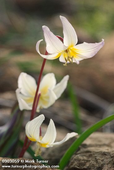 Erythronium citrinum