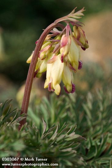 Dicentra formosa</em> ssp. <em>oregona