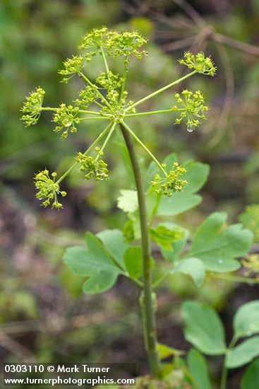 Lomatium californicum