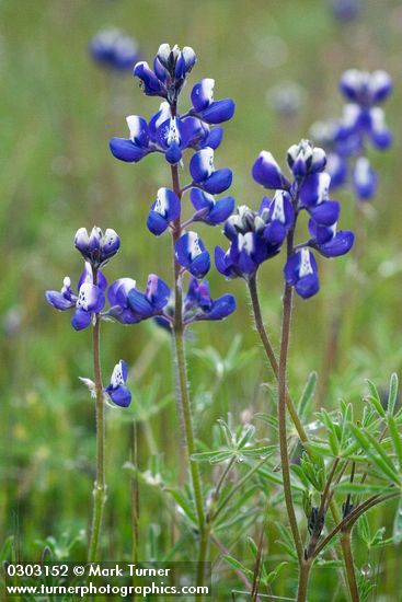 Lupinus bicolor