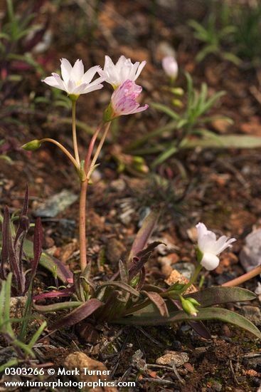 Lewisia oppositifolia