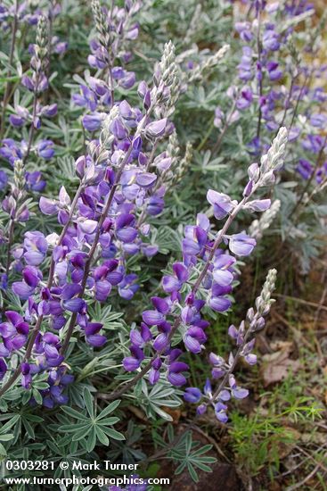 Lupinus sericeus