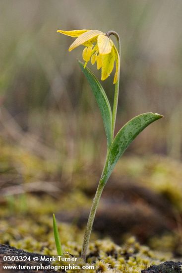 Fritillaria glauca