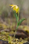 Fritillaria glauca