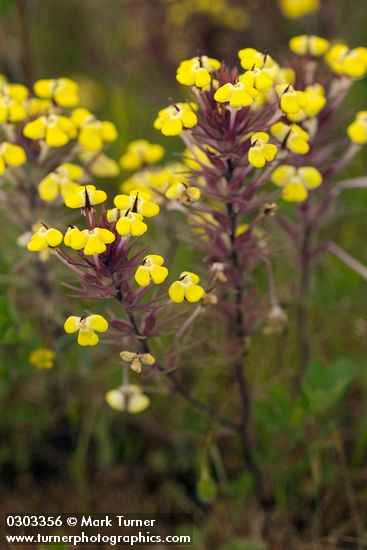 Triphysaria eriantha</em> ssp. <em>eriantha