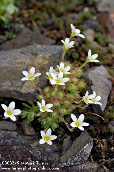 Saxifraga caespitosa