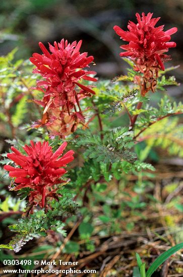 Pedicularis densiflora