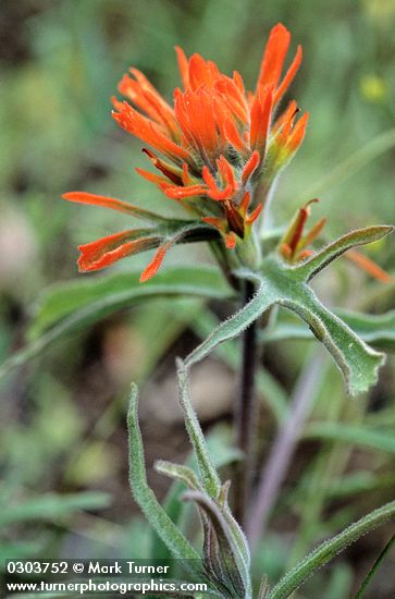 Castilleja pruinosa