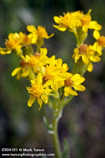 Senecio integerrimus