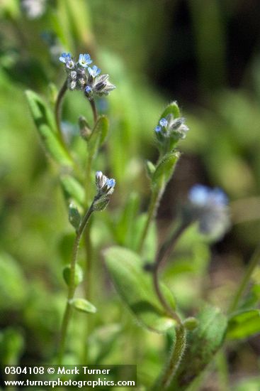 Myosotis stricta (M. micrantha)