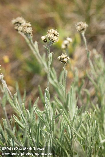 Antennaria stenophylla