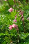 Geum triflorum
