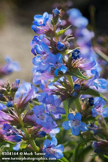 Penstemon acuminatus