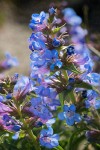 Penstemon acuminatus