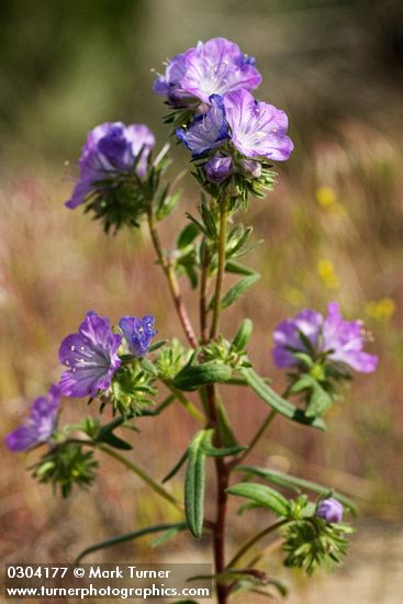 Phacelia linearis