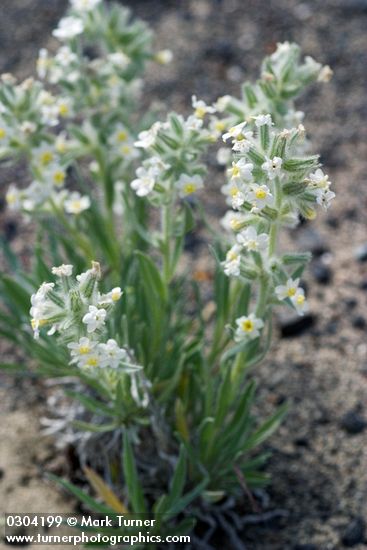 Cryptantha leucophaea