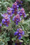Salvia dorrii