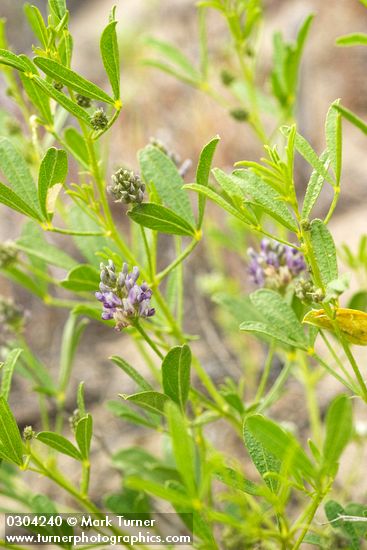Psoralidium lanceolatum
