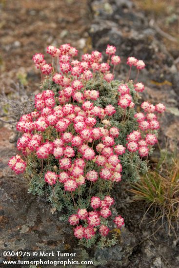 Eriogonum thymoides