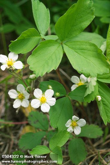Fragaria virginiana