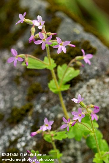 Suksdorfia violacea