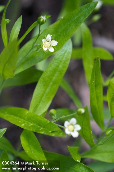 Moehringia macrophylla