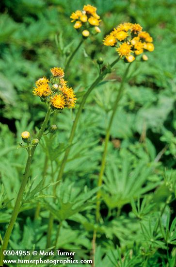 Cacaliopsis nardosmia