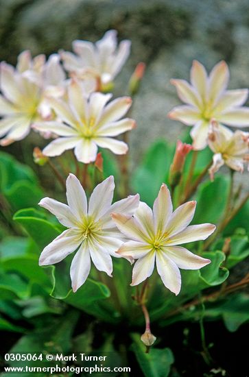 Lewisia tweedyi