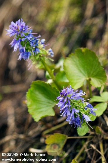 Synthyris missurica</em> ssp. <em>missurica