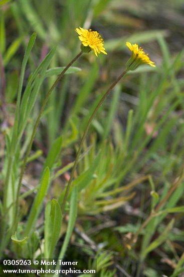 Agoseris heterophylla</em> var. <em>heterophylla