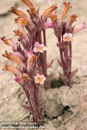 Orobanche fasciculata