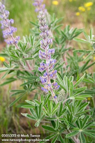 Lupinus bingenensis</em> var. <em>subsaccatus