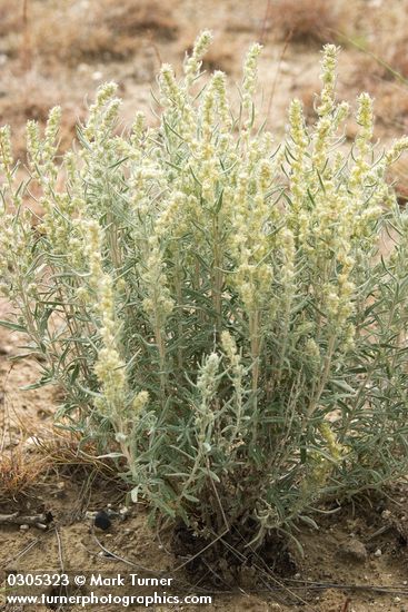 Krascheninnikovia lanata (Eurotia lanata)