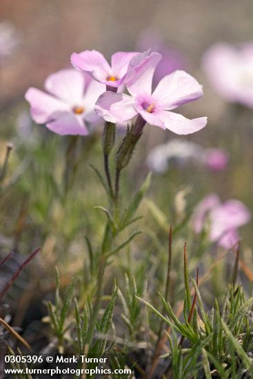 Phlox caespitosa