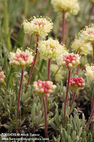 Eriogonum douglasii