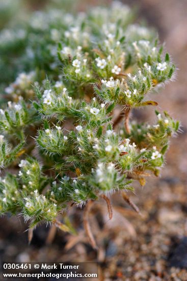 Cryptantha circumscissa