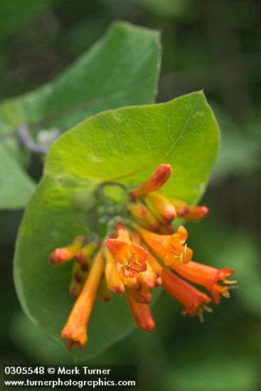 Lonicera ciliosa