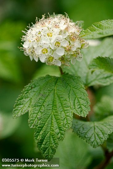 Physocarpus capitatus
