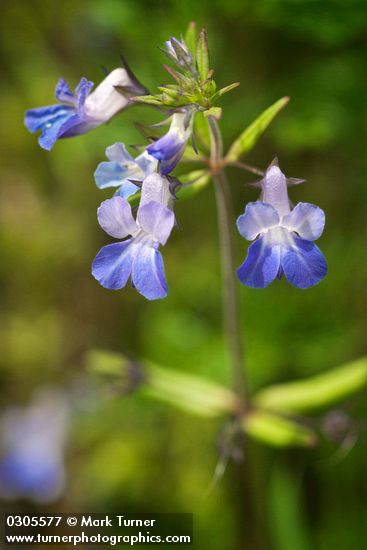 Collinsia grandiflora