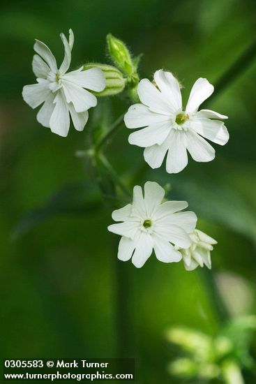Silene latifolia</em> ssp. <em>alba